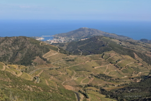 Banuyls Et Massane 12