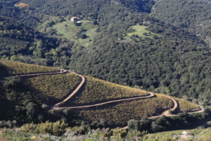 Banuyls Et Massane 6
