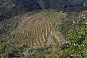 Banuyls Et Massane 7