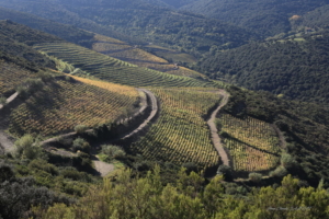 Banuyls Et Massane 8